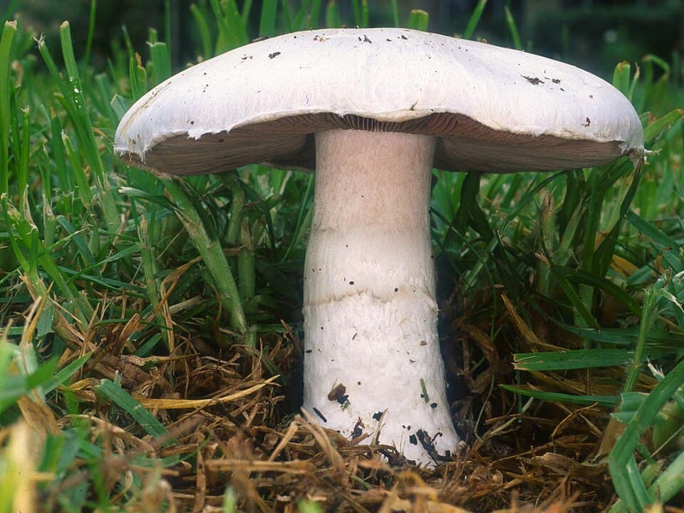 Mark-champignon (Agaricus campestris) – Spiselig