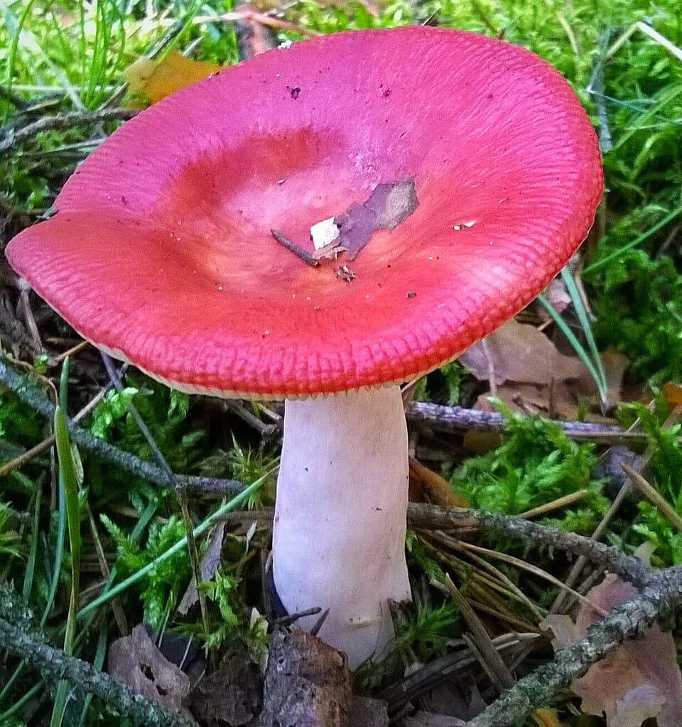 Gift-skørhat (Russula emetica) – Giftig