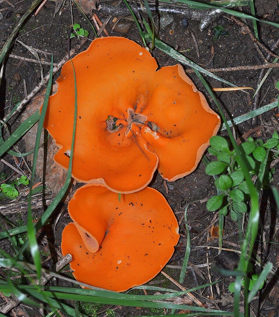 Orange bægersvamp – Officielt felthåndbogsfoto