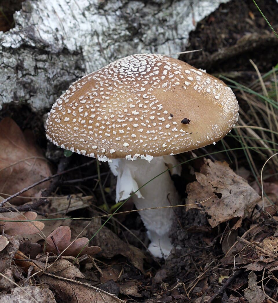 Panter-fluesvamp (Amanita pantherina) – Dødeligt giftig