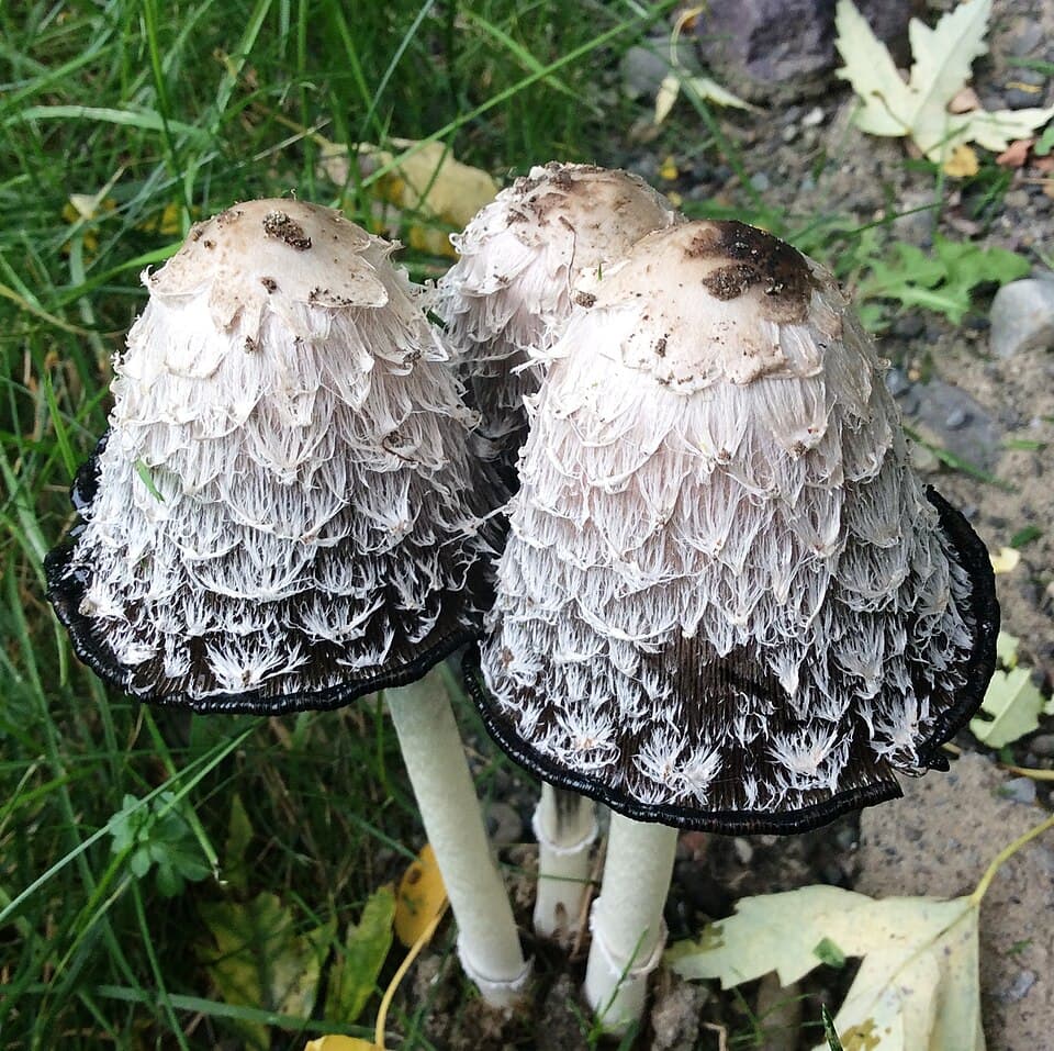 Stor parykhat (Coprinus comatus) – Spiselig