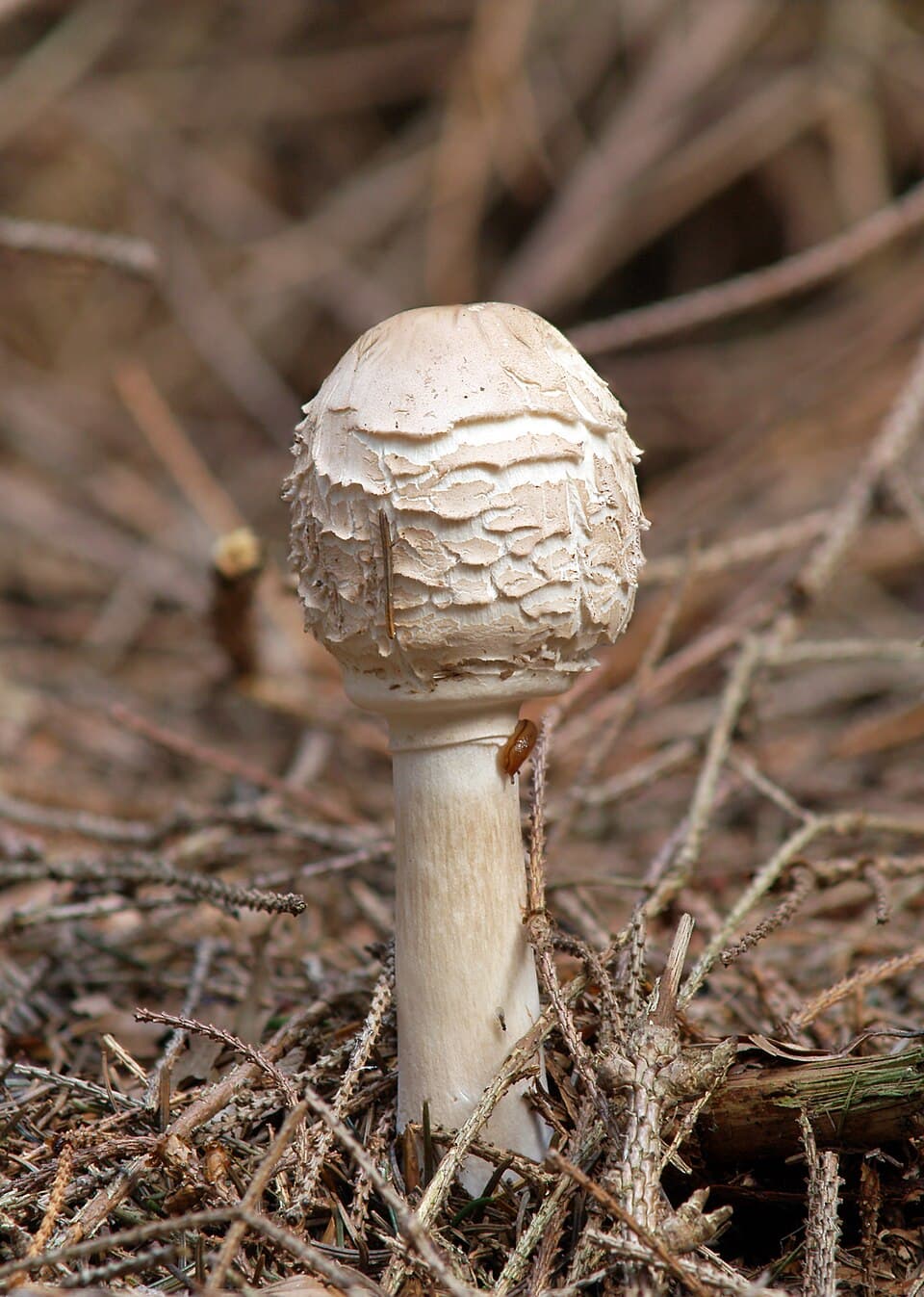 Rabarber-parasolhat (Chlorophyllum rhacodes) – Spiselig