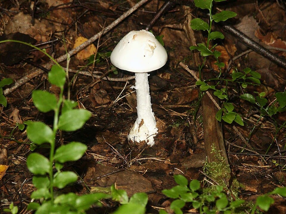 Snehvid fluesvamp (Amanita virosa) – Dødeligt giftig