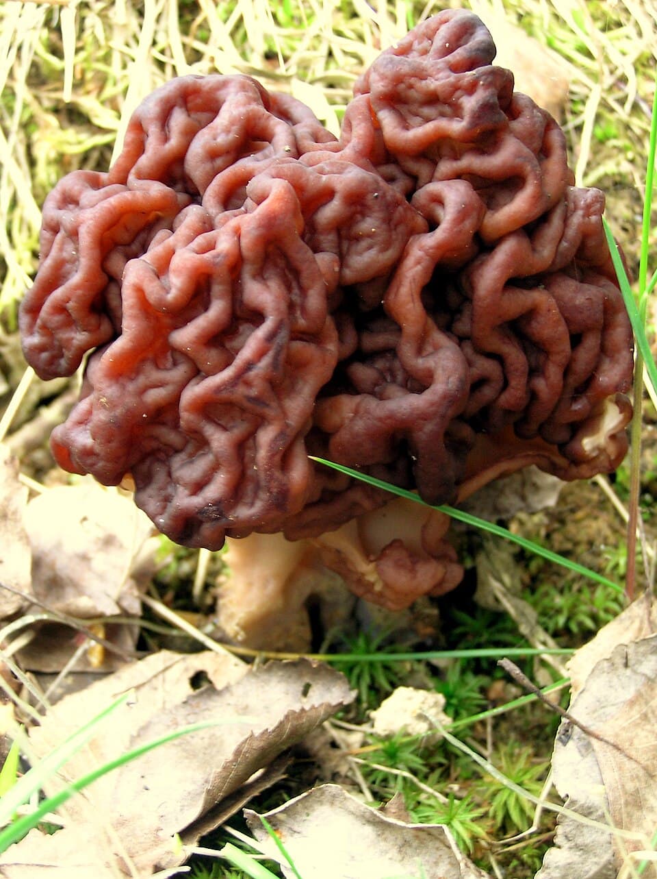 Stenmorkel (Gyromitra esculenta) – Dødeligt giftig
