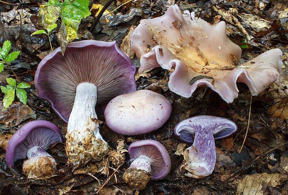 Violblå ridderhat – Kødfuld violblå hat med tætte violette lameller og aromatisk violduft